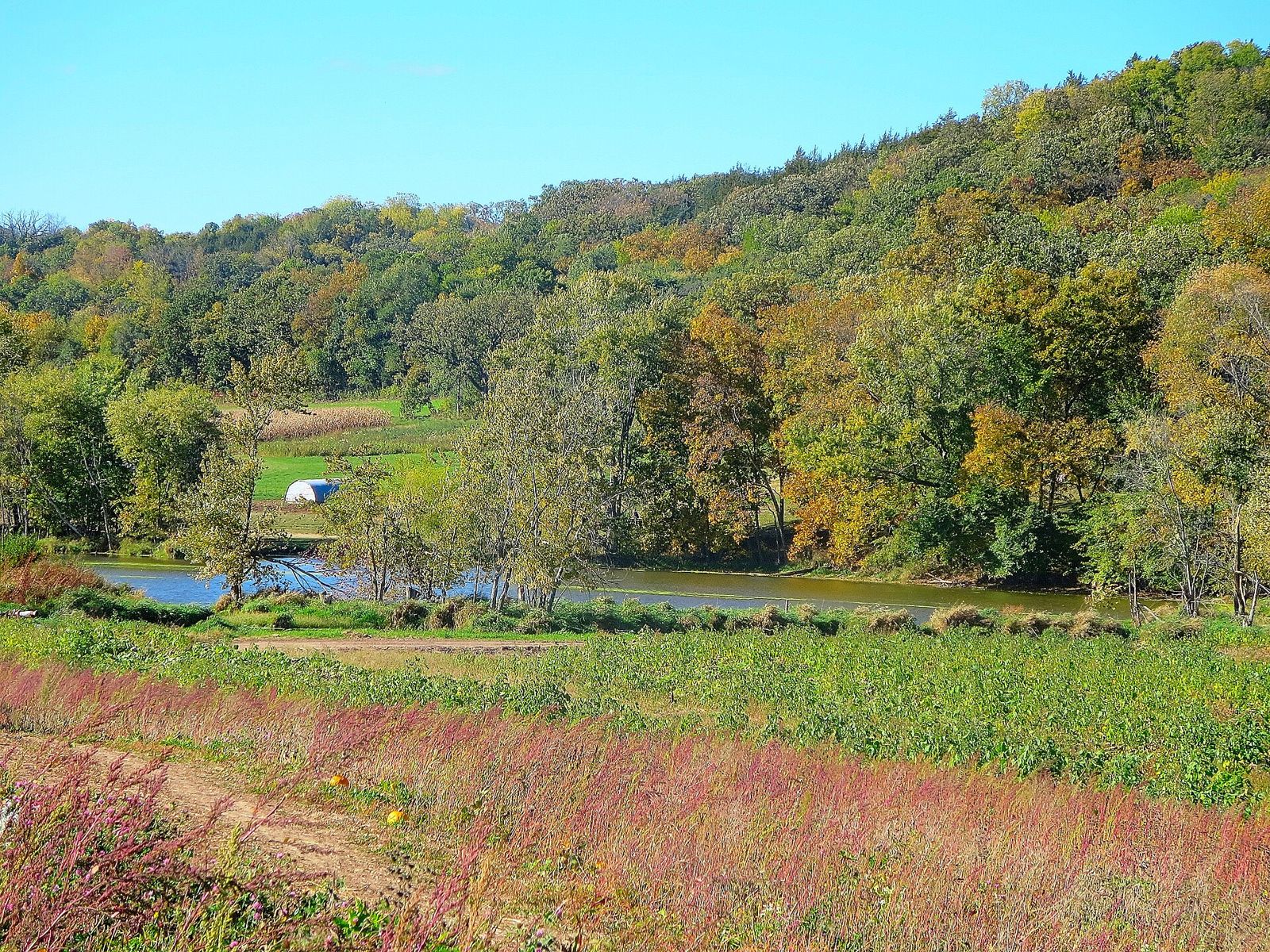 Rows of pumpkins at a pumpkin patch (stock photo, not this patch)